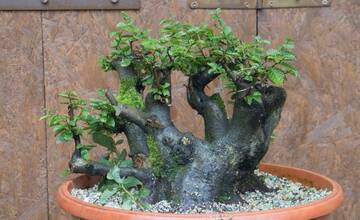 FOTO: Ukradnuté bonsaje