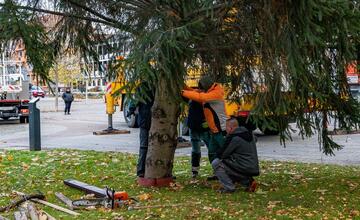 FOTO: Pozrite si, ako sa dostal stromček aj na námestie v Žiari nad Hronom