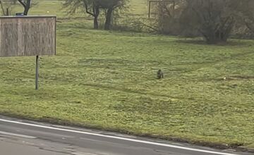 FOTO: Diviak bežel cez lúku v blízkosti občanov