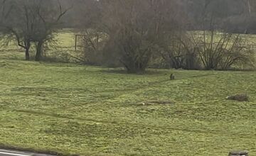 FOTO: Diviak bežel cez lúku v blízkosti občanov