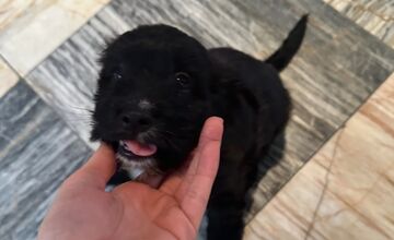 FOTO: Šteniatka poputovali do karanténnej stanice vo Zvolene