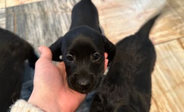 FOTO: Šteniatka poputovali do karanténnej stanice vo Zvolene