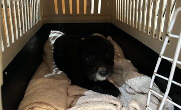 FOTO: Šteniatka poputovali do karanténnej stanice vo Zvolene