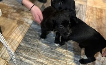 FOTO: Šteniatka poputovali do karanténnej stanice vo Zvolene