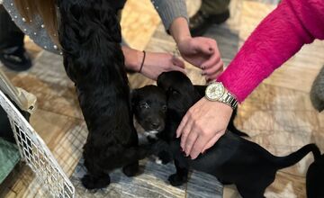 FOTO: Šteniatka poputovali do karanténnej stanice vo Zvolene