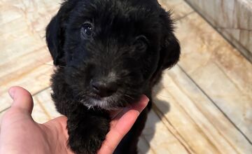 FOTO: Šteniatka poputovali do karanténnej stanice vo Zvolene