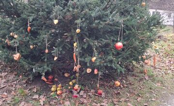 FOTO: Deti pomohli s príkrmom lesnej zveri
