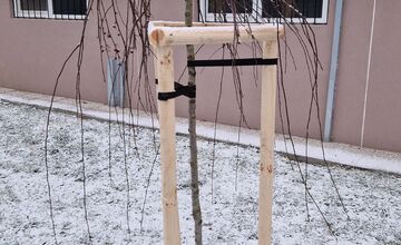 FOTO: V Banskej Bystrici sa niekto pustil do vypiľovania novovysadených stromčekov. Je to zrkadlo doby, tvrdia miestni