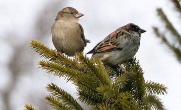 FOTO: Na celom Slovensku sa počas vtáčiej hodinky zaznamenalo 67 332 vtákov