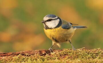 FOTO: Na celom Slovensku sa počas vtáčiej hodinky zaznamenalo 67 332 vtákov