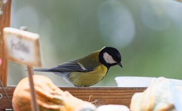 FOTO: Na celom Slovensku sa počas vtáčiej hodinky zaznamenalo 67 332 vtákov
