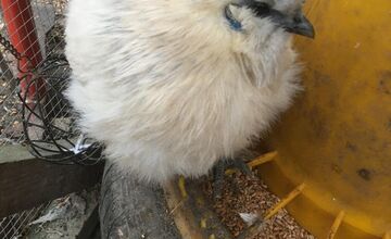 FOTO: Zábery sadzí od občanov