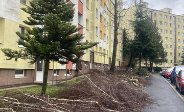 FOTO: Spílené stromy v Sásovej nahnevali obyvateľov