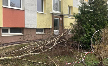 FOTO: Spílené stromy v Sásovej nahnevali obyvateľov