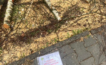 FOTO: Spílené stromy v Sásovej nahnevali obyvateľov