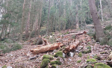 FOTO: Ťažba dreva ničí vzácne územie v Nízkych Tatrách