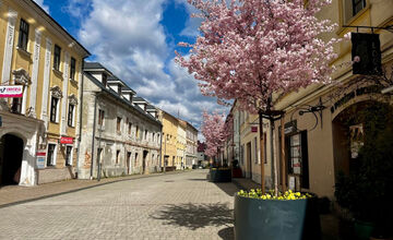 FOTO: Lazovná ulica v Bystrici bude zelenšia, mesto do nej investuje 14-tisíc eur