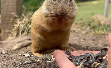 FOTO: Sysľovisko a Obrovisko v Muráni