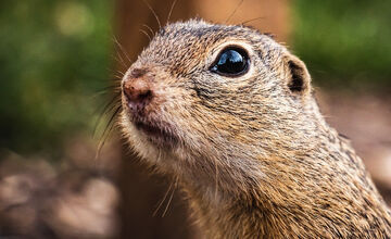 FOTO: Sysľovisko a Obrovisko v Muráni