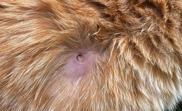 FOTO: Strieľa niekto v Bystrici po zvieratách? Jánov kocúr má takéto zranenie