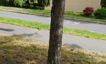 FOTO: Stromy v Banskej Bystrici sú označené na výrub