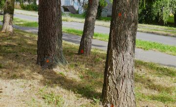 FOTO: Stromy v Banskej Bystrici sú označené na výrub