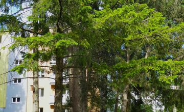 FOTO: Stromy v Banskej Bystrici sú označené na výrub