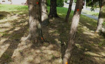 FOTO: Stromy v Banskej Bystrici sú označené na výrub