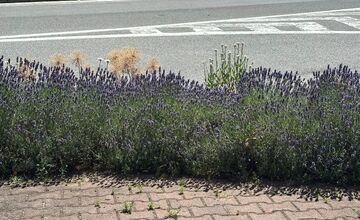 FOTO: Centrum Zvolena rozkvitlo