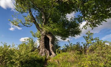 FOTO: Hlasujte za výnimočné stromy z Banskobystrického kraja