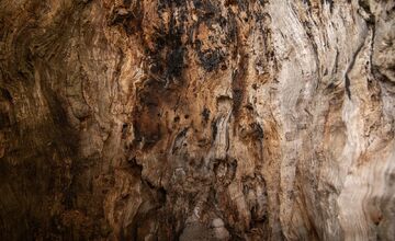 FOTO: Hlasujte za výnimočné stromy z Banskobystrického kraja