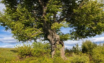 FOTO: Hlasujte za výnimočné stromy z Banskobystrického kraja
