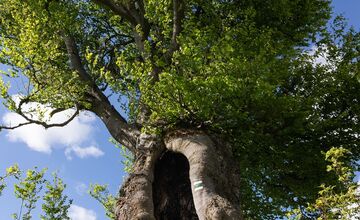 FOTO: Hlasujte za výnimočné stromy z Banskobystrického kraja
