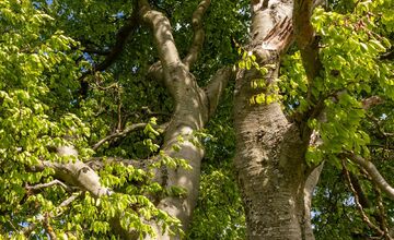 FOTO: Hlasujte za výnimočné stromy z Banskobystrického kraja