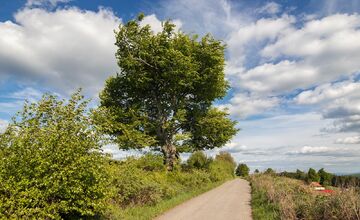 FOTO: Hlasujte za výnimočné stromy z Banskobystrického kraja