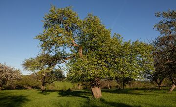 FOTO: Hlasujte za výnimočné stromy z Banskobystrického kraja