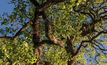 FOTO: Hlasujte za výnimočné stromy z Banskobystrického kraja