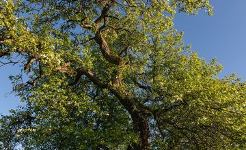 FOTO: Hlasujte za výnimočné stromy z Banskobystrického kraja