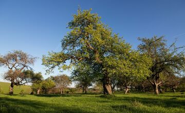 FOTO: Hlasujte za výnimočné stromy z Banskobystrického kraja