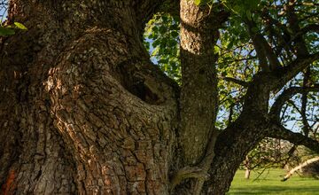 FOTO: Hlasujte za výnimočné stromy z Banskobystrického kraja
