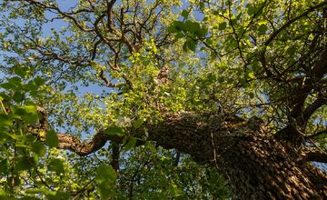 FOTO: Hlasujte za výnimočné stromy z Banskobystrického kraja