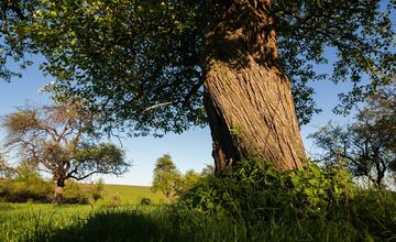 FOTO: Hlasujte za výnimočné stromy z Banskobystrického kraja