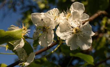 FOTO: Hlasujte za výnimočné stromy z Banskobystrického kraja