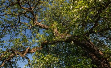 FOTO: Hlasujte za výnimočné stromy z Banskobystrického kraja