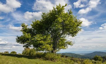 FOTO: Hlasujte za výnimočné stromy z Banskobystrického kraja