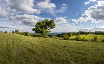 FOTO: Hlasujte za výnimočné stromy z Banskobystrického kraja