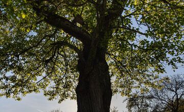 FOTO: Hlasujte za výnimočné stromy z Banskobystrického kraja