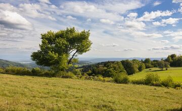FOTO: Hlasujte za výnimočné stromy z Banskobystrického kraja