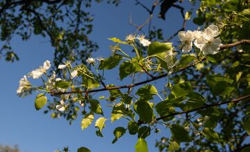 FOTO: Hlasujte za výnimočné stromy z Banskobystrického kraja