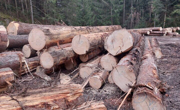 FOTO: Podnet na nelegálnu ťažbu inšpekcia preverila až keď bolo drevo odvezené